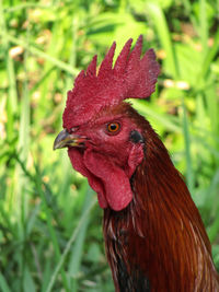 Close-up of rooster