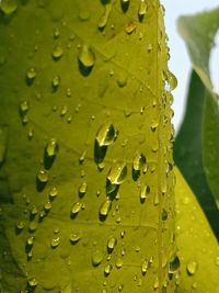 Close-up of raindrops on leaves