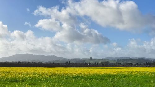 Scenic view of oilseed rape field against sky