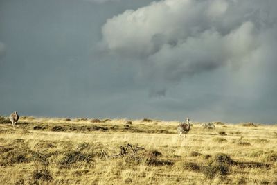 View of ostrich on field against sky