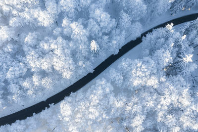 Low angle view of snow covered plants against sky