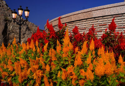 Low angle view of plants