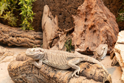 Lizard on rock