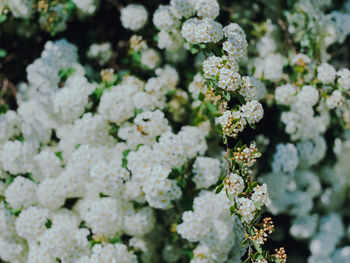 Close-up of white flowering plant