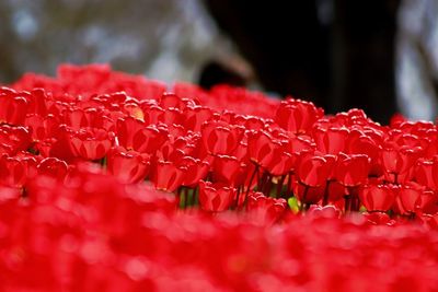 Close-up of red flowers