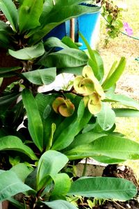 Close-up of green butterfly on plant