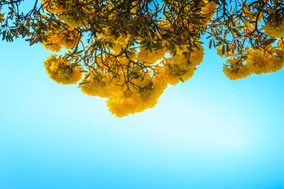 Low angle view of tree against sky