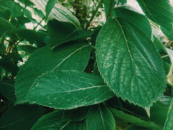 Full frame shot of fresh green leaves