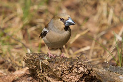Close-up of bird perching on rock