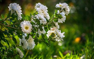 Close-up of white flowers on tree