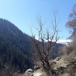 Trees in forest against clear sky