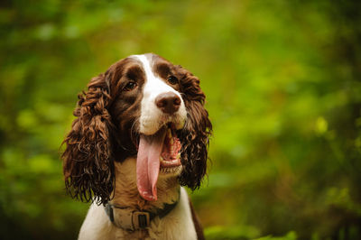 Close-up portrait of dog standing on tree