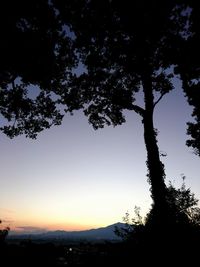 Low angle view of silhouette tree against sky at night