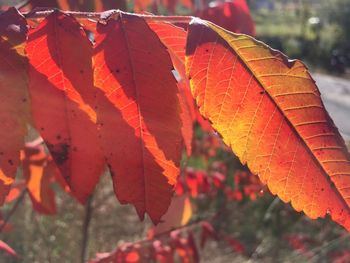 Close-up of maple leaves during autumn