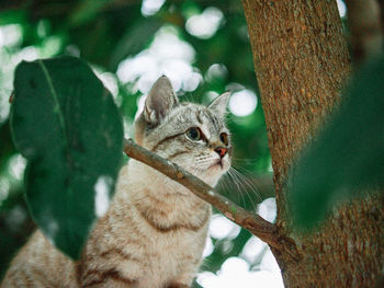 Cat sitting on tree trunk