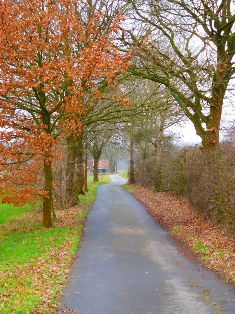 the way forward, tree, diminishing perspective, vanishing point, tranquility, autumn, road, footpath, treelined, tranquil scene, nature, transportation, growth, branch, beauty in nature, pathway, change, scenics, dirt road, narrow