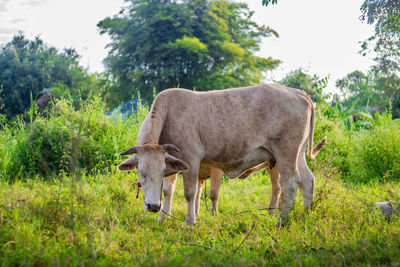 Horse standing in a field