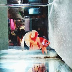 View of fish swimming in tank