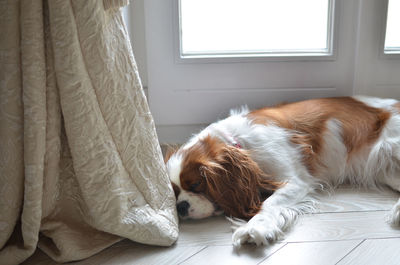 Dog relaxing on floor at home