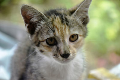 Cute little multicolored cat on a blurred background