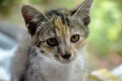 Close-up portrait of cat