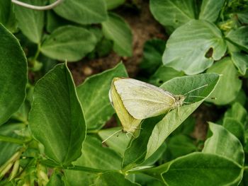 Close-up of butterfly on plant