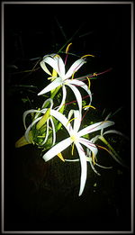 Close-up of flower against black background