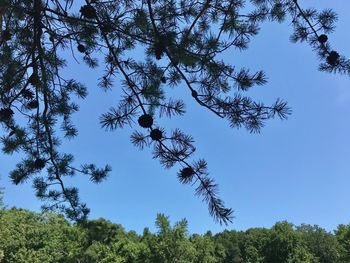 Low angle view of trees against blue sky