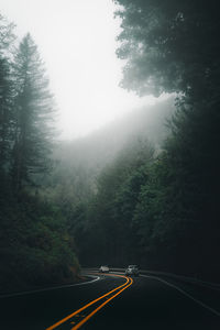 Trees by road during foggy weather