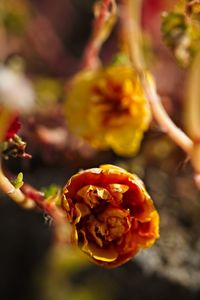 Close-up of yellow flowering plant