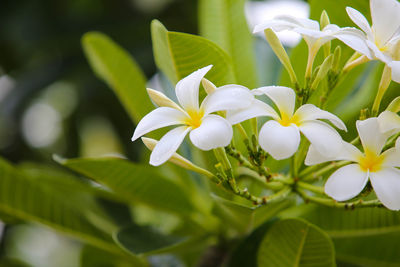 Close-up of white flowering plant