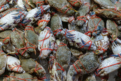 Close-up of fish for sale in market