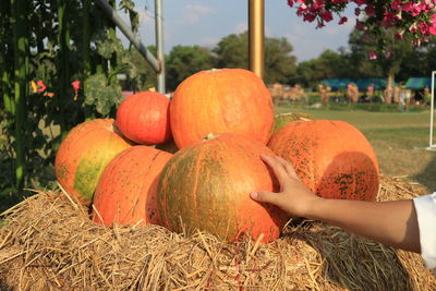 Midsection of women with pumpkins against orange sky