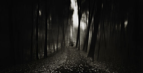 Panoramic view of trees in forest at night
