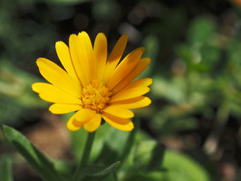 Close-up of yellow flower