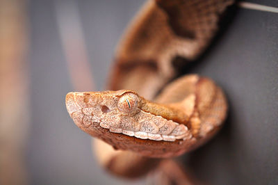 Close-up of a lizard