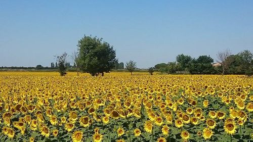 Scenic view of field against clear sky