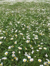 Full frame shot of white daisies blooming in field