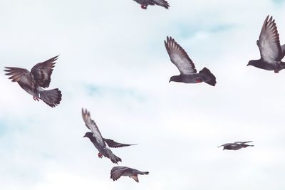Low angle view of seagulls flying