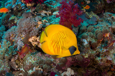 Close-up of fish underwater