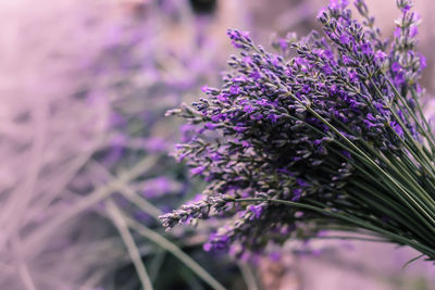 Close-up of lavender growing outdoors