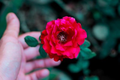 Cropped hand by red blooming flower