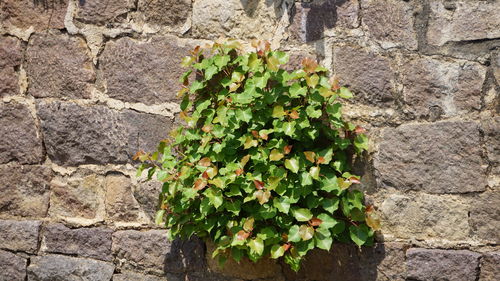 Close-up of ivy growing on brick wall