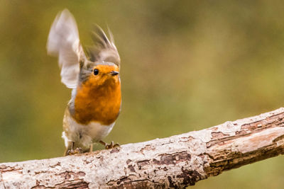 Close-up of bird perching on tree