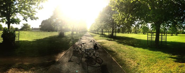 Trees on grassy field