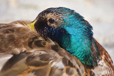 Close-up of a duck