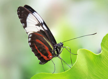 Close-up of butterfly on leaf