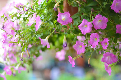 Close-up of pink flowering plants