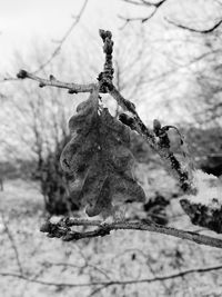 Close-up of hanging tree against sky