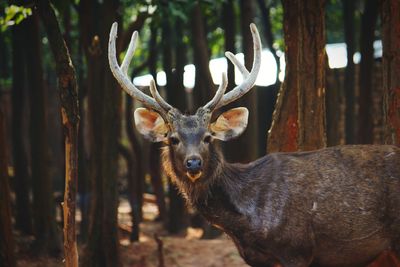 Deer in a forest